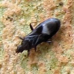 Dufouriellus ater